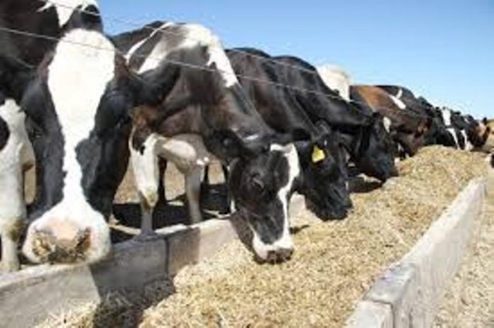 cow