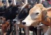 গরু জবাইয়ের ওপর নিষেধাজ্ঞা স্থগিত