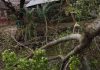 ফণীর তাণ্ডবে ভোলায় অর্ধশতাধিক ঘরবাড়ি বিধ্বস্ত, নিহত ১
