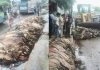 দাম না পেয়ে সিলেটসহ সারাদেশে কোরবানির চামড়া পুঁতে ফেলছেন ব্যবসায়ীরা