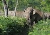 বন্য হাতি কেড়ে নিলো ২ প্রাণ
