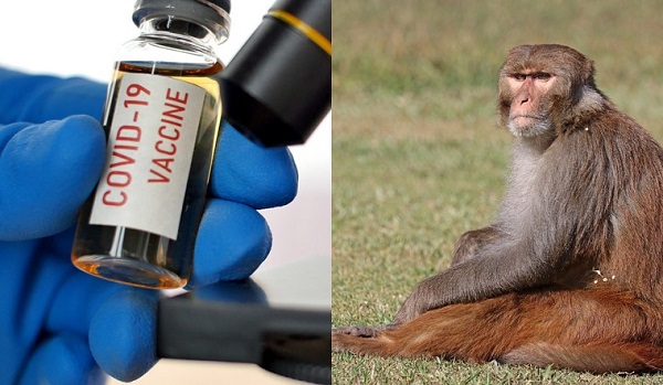 monkey-vaccine