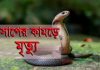 বাসার তাকের মধ্যে সাপ, কামড়ে নারীর মৃত্যু