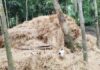 খড়ের গাদায় চাপা পড়ে ২ শিশুসহ মায়ের মৃত্যু