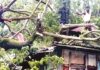 মিধিলি’র আঘাতে প্রাণ গেলো ৭ জনের
