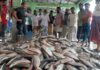 ইলিশের চড়া মূল্য, যা বলছেন সংশ্লিষ্টরা